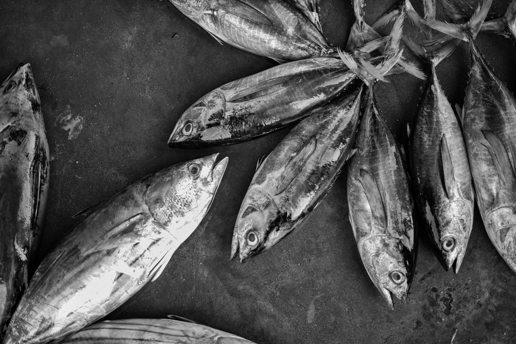 M20160621LK_DondraFish1001798