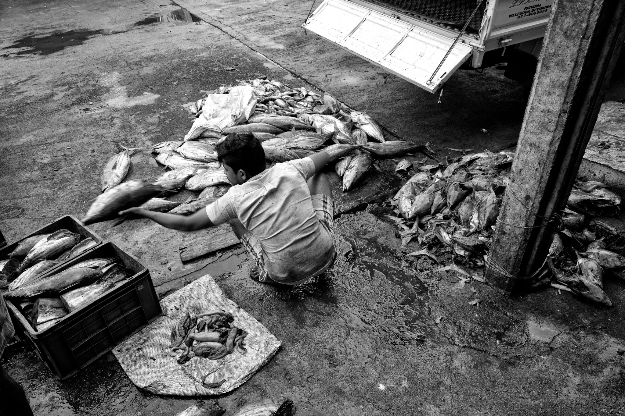 M20160621LK_DondraFish1002740