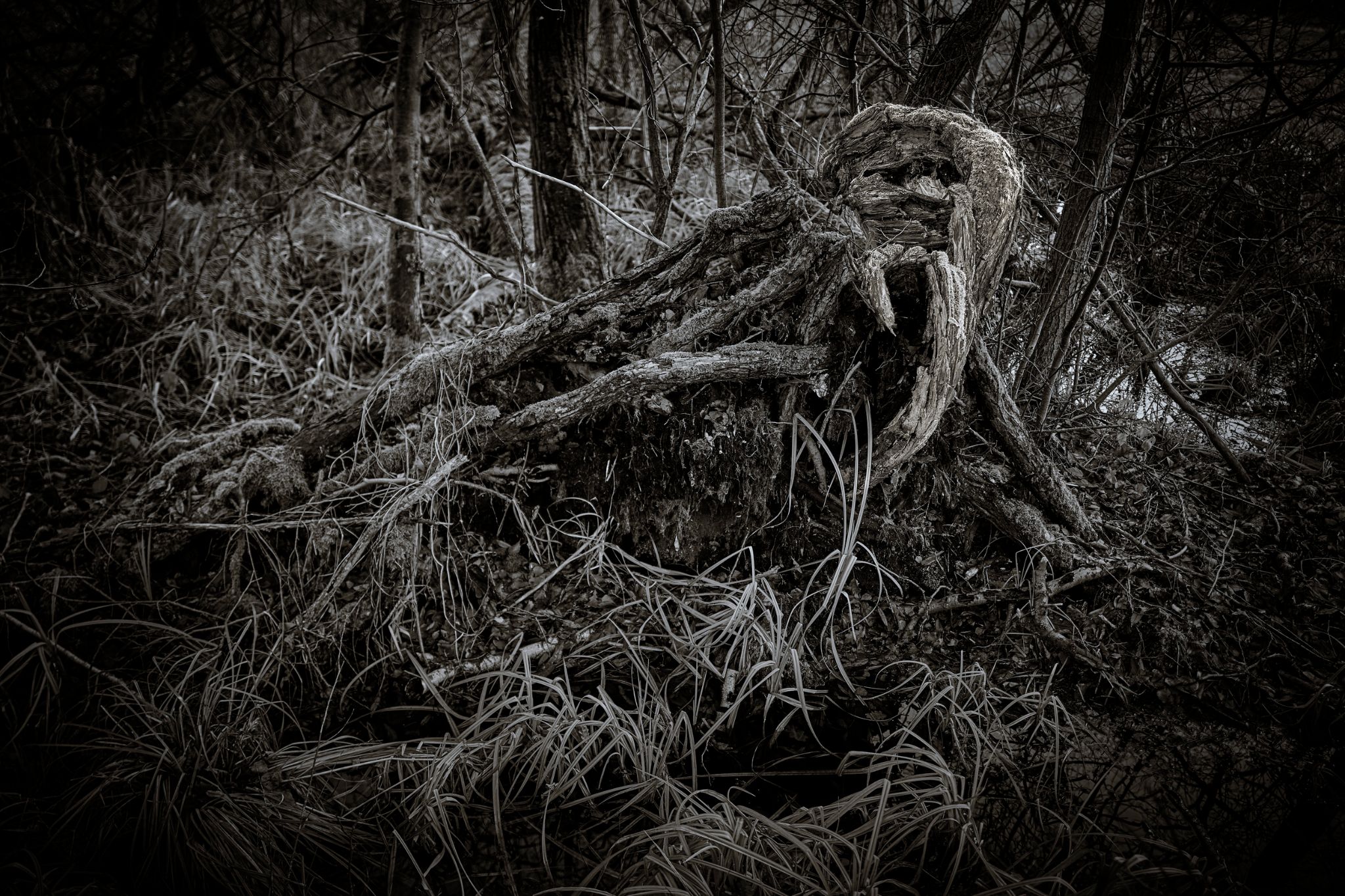 BW_M20231216D_Spreewald_Guardian1250549