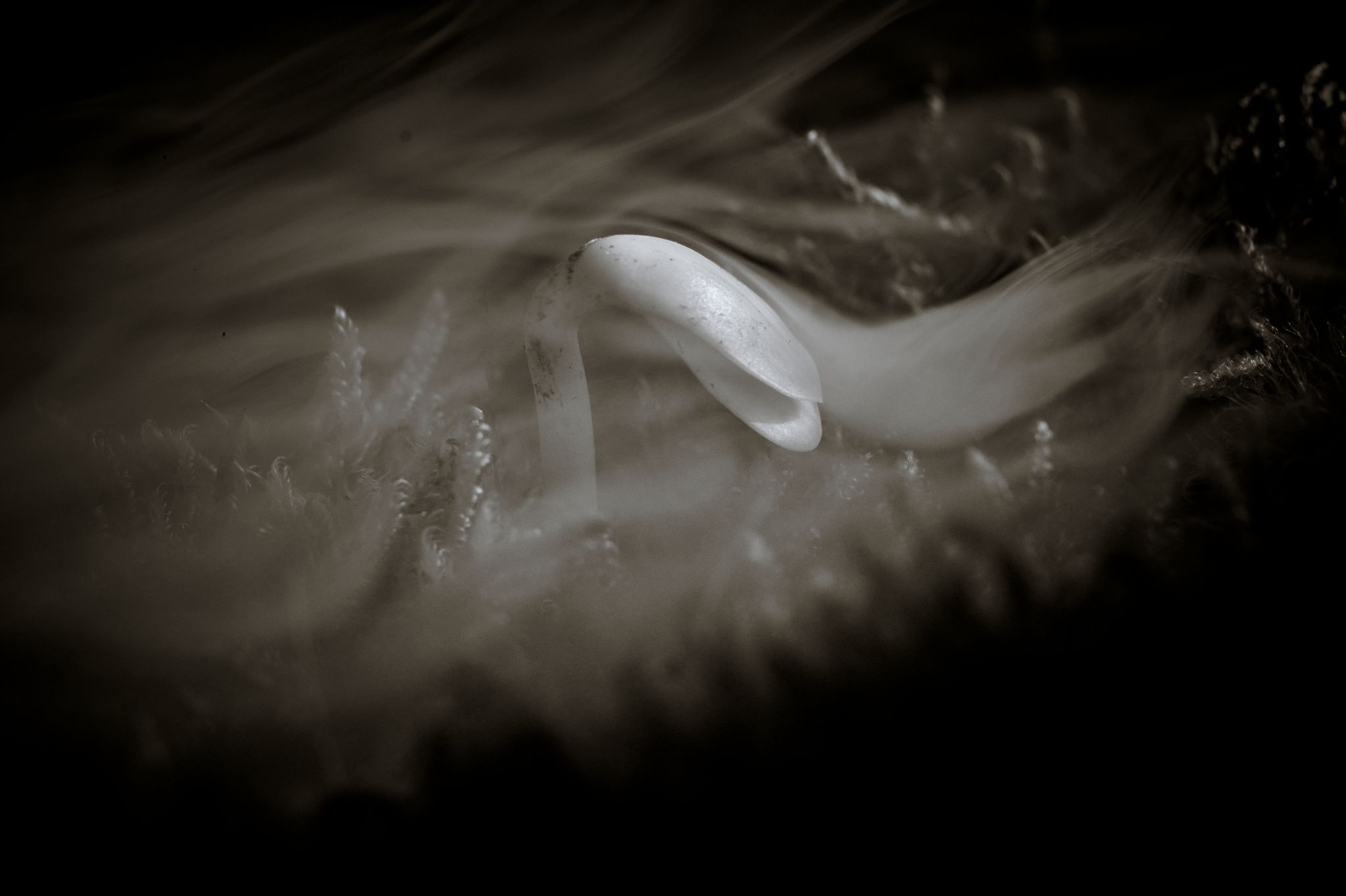 BW_M20260215D_SpreewaldMakro1040440