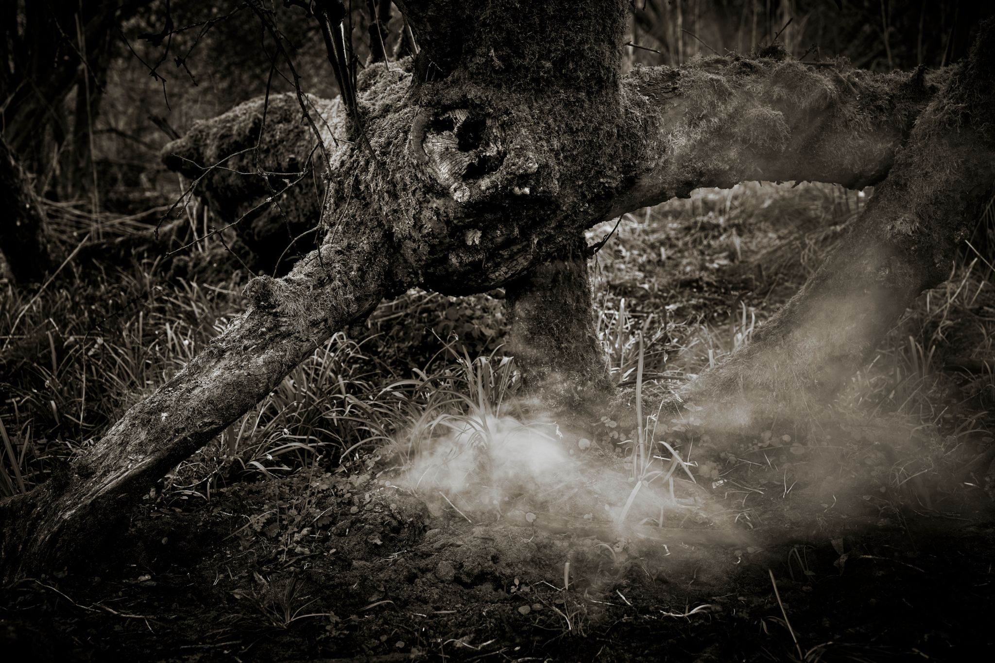 BW_M20260322D_SpreewaldFog1050936