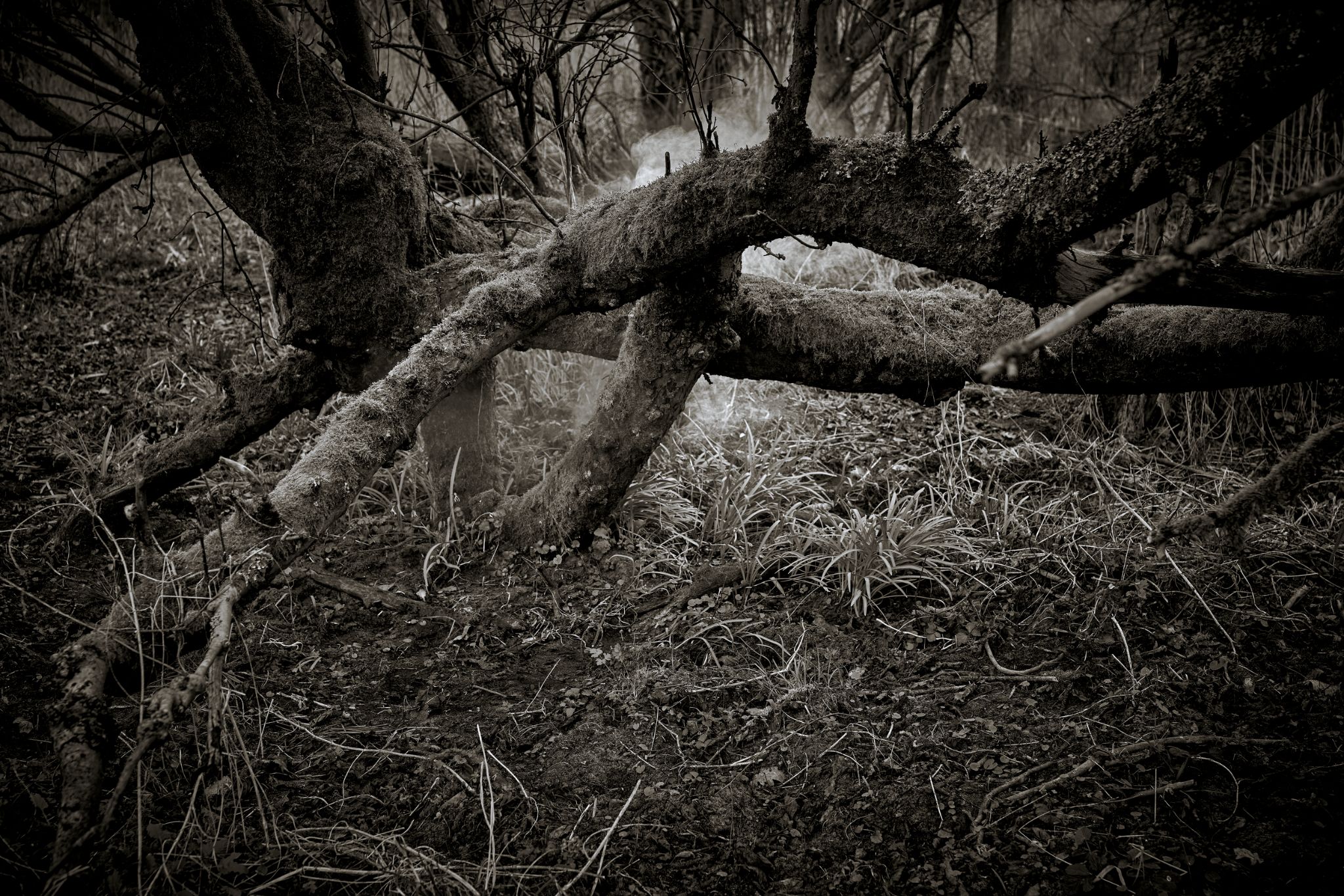 BW_M20260322D_SpreewaldFog1060056