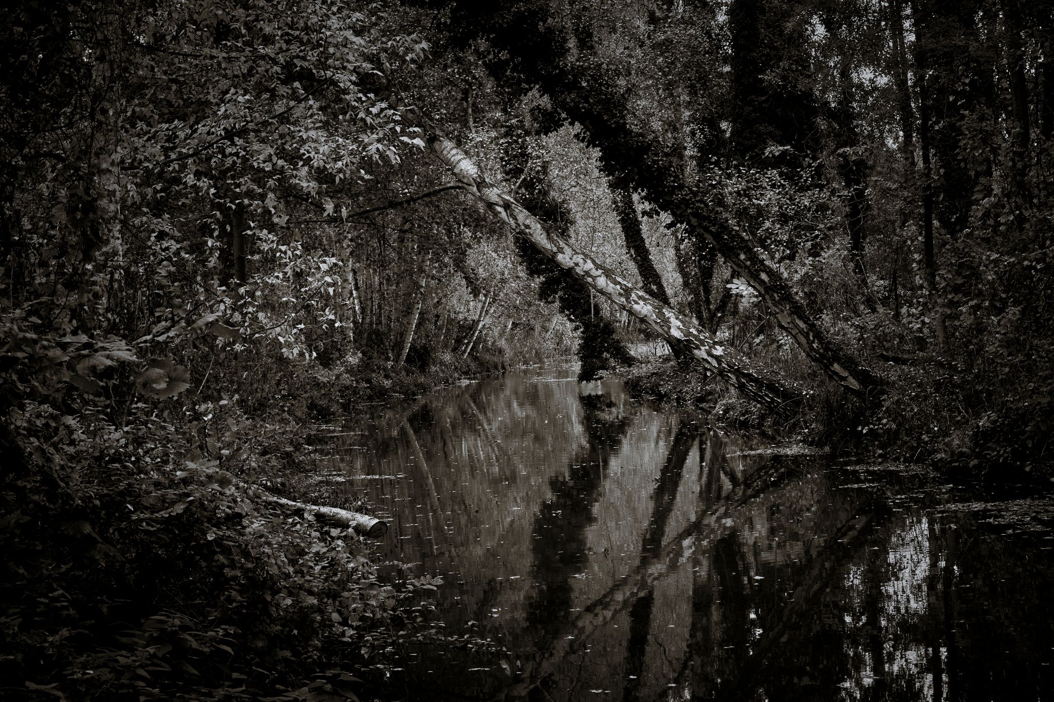 M20251024D_Spreewald_Südumfluter1000735