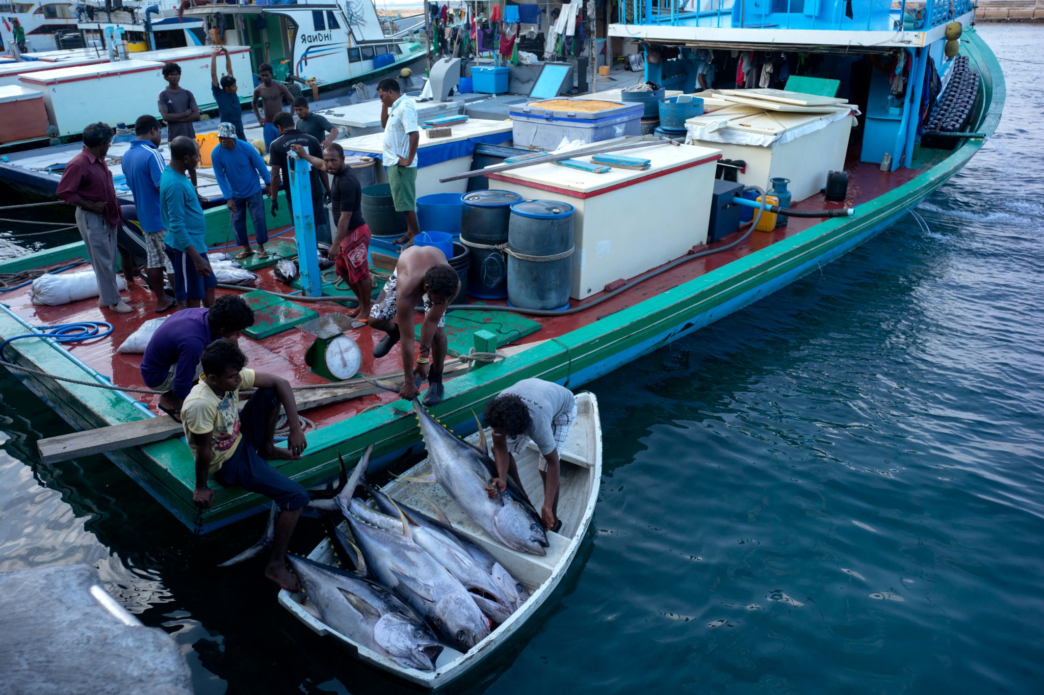 M150119MV Male060831