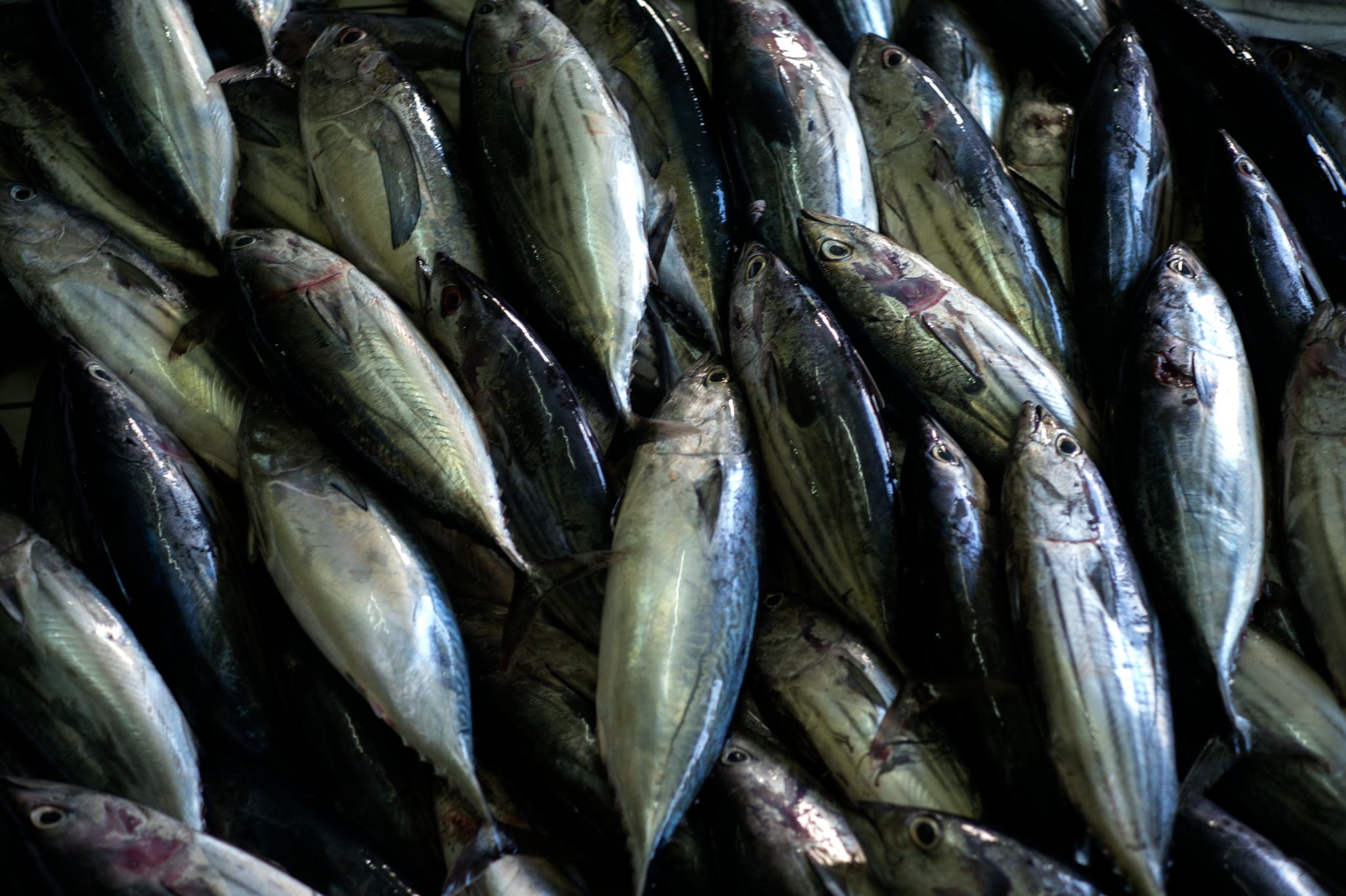 M150129MV_Male1009571